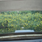 Clear back window.jpg